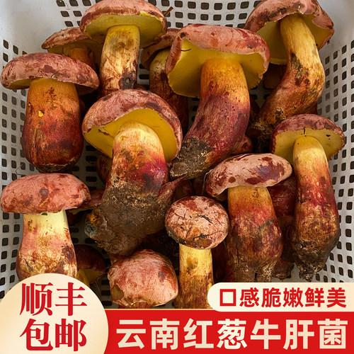 云南当季野生见手青红葱牛肝菌