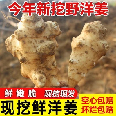 【现挖现发】农家鲜洋姜野生新鲜洋姜不辣沙地姜蔬菜菊芋2/5/10斤