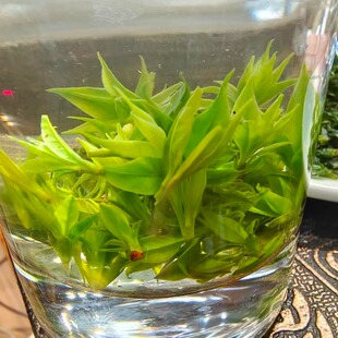 2025年石莹阁小叶苦丁梅花串 头采茶 明前茶 耐泡 凉茶