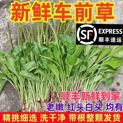 新鲜车前草溜滑菜广东整颗根