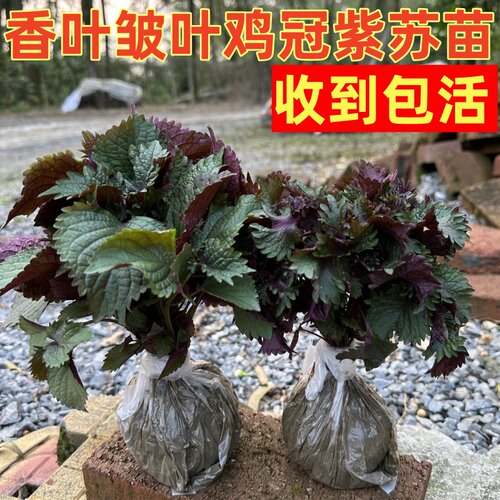 香叶鸡冠紫苏苗室外调料食用药用