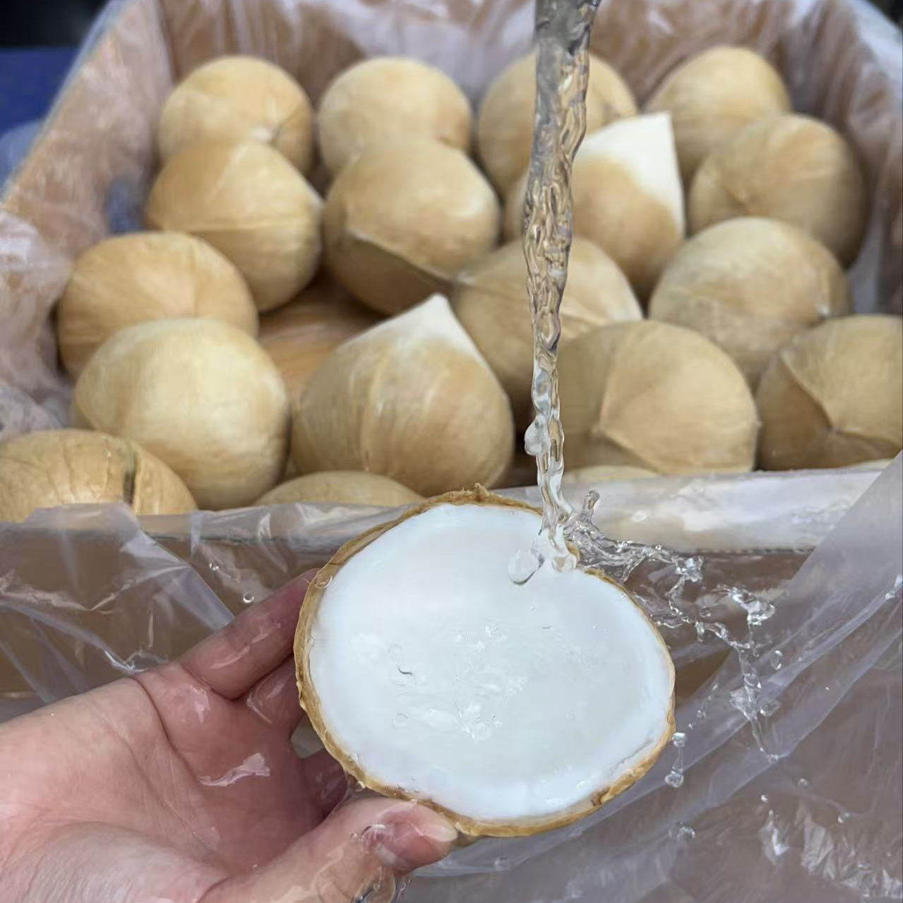 泰国进口奶香椰皇 当季新鲜老树椰 多汁饱满椰肉透彻顺丰包邮