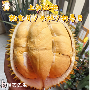 软金月 托曼尼 青尼 长柄榴莲(现货)泰国小品种榴莲 新鲜带壳