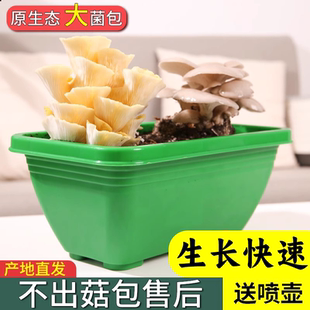 土培菌包蘑菇种植包香菇种植菌种家种磨菇菌菇金针菇家庭平菇食用