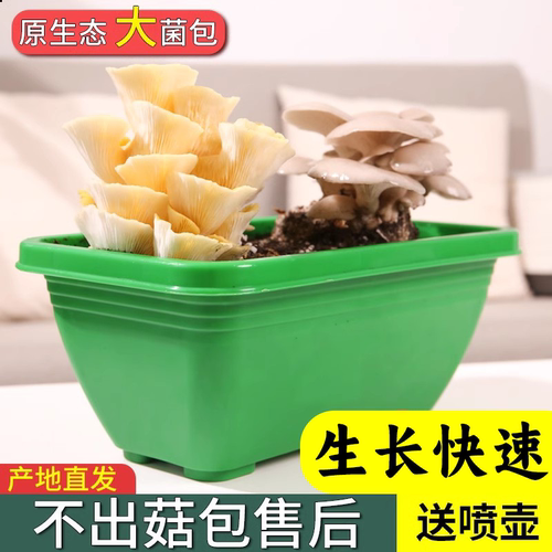 土培菌包室内平菇可食用简单蘑菇