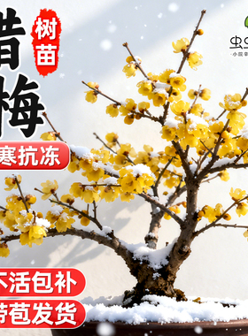腊梅花树苗盆景阳台庭院盆栽耐寒老桩浓香型原生红梅腊梅地栽