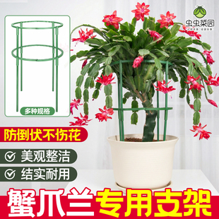 蟹爪兰专用支架固定支撑杆蝴蝶兰盆栽绿萝架子防倒伏造型花托爬藤