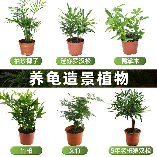 黄缘龟养殖箱龟缸植物造景小绿植