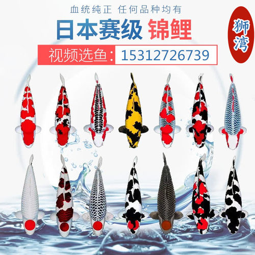 日本进口锦鲤鱼活鱼红白昭和大正