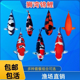 观赏鱼日本锦鲤鱼活体红白介子松叶精品锦鲤鱼苗锦鲤冷水鱼饲料鱼