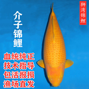 日本芥子进口血统锦鲤胆大带头鱼红介子耐活冷水淡水活鱼观赏鱼