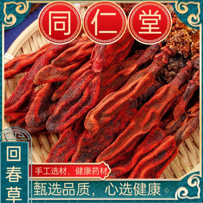 回春草云南野生回春草新鲜不老草茴春草男性泡茶泡酒料正品