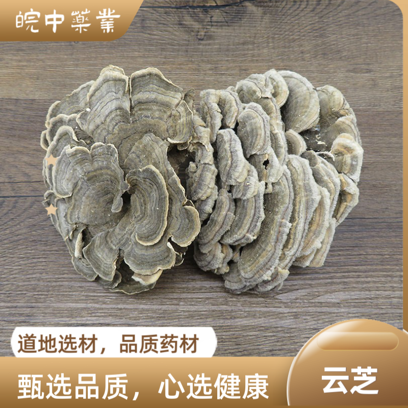 同仁堂级中药野生云芝黄云长白山云灵芝云芝蘑白底云芝清青芝灵芝