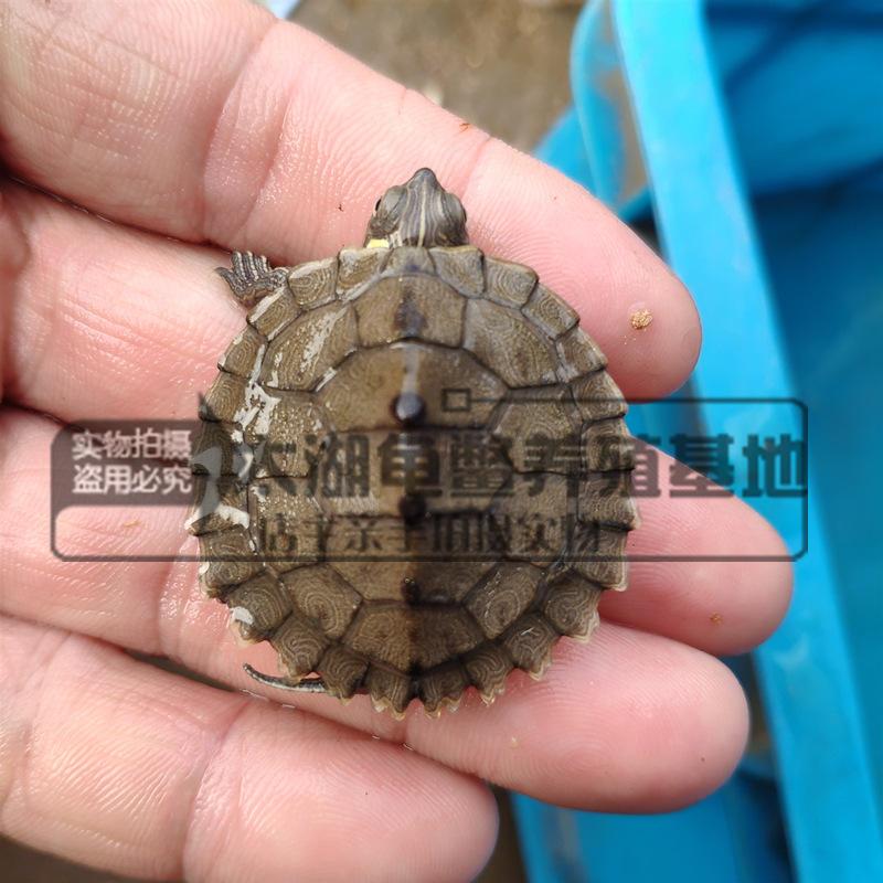 外塘深水龟观赏龟小地图乌龟密西西比黑瘤爆刺地图龟苗乌龟批爆款