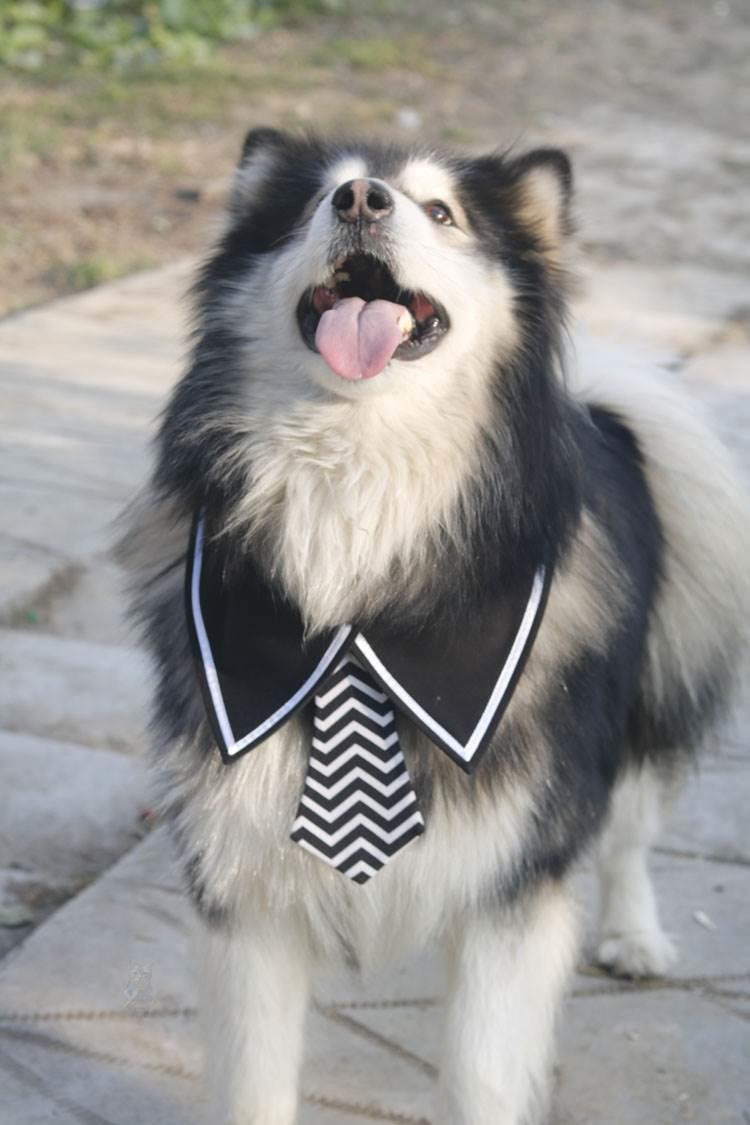 狗狗领结花蝴蝶结项圈大型犬领带围脖金毛萨摩宠物狗帅气配饰品夏