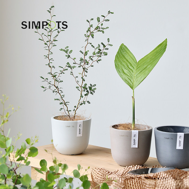 块根抗晒桌面绿植花卉阳台简约