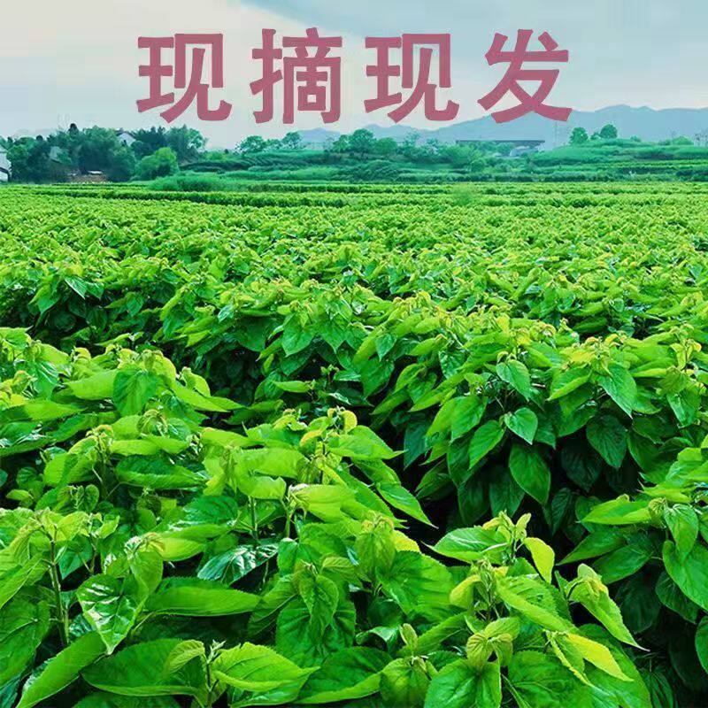 新鲜桑叶蚕宝宝学生养蚕桑叶喂蚕嫩叶现摘包鲜嫩桑叶