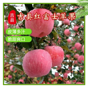 旱园牌山西壶口苹果红富士脆甜糖点19以上吉县新鲜一级果净9.0斤