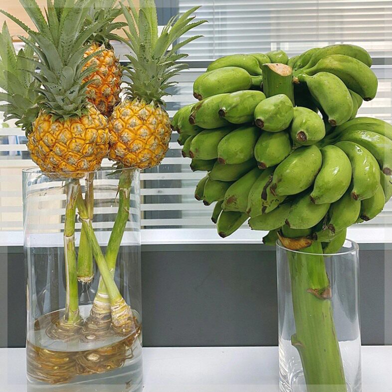 禁止焦虑水培香蕉办公室桌面绿植香蕉树芭蕉盆栽水果室内可食用