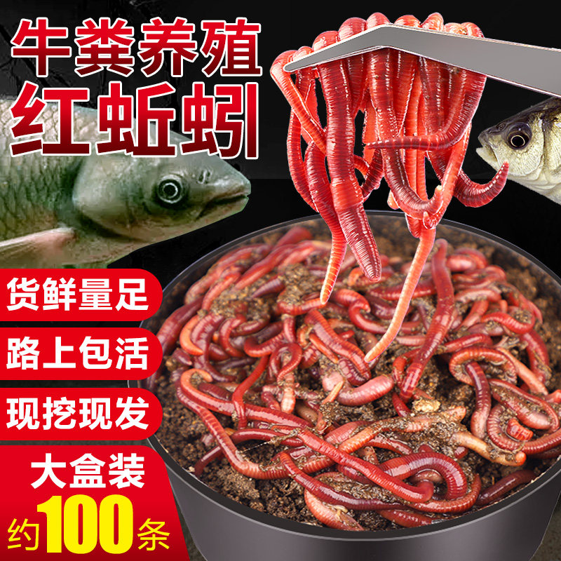 蚯蚓活饵鲜活红虫垂钓鱼饵料鲫鱼鲤鱼野钓黑坑鱼料打窝料鱼食通杀