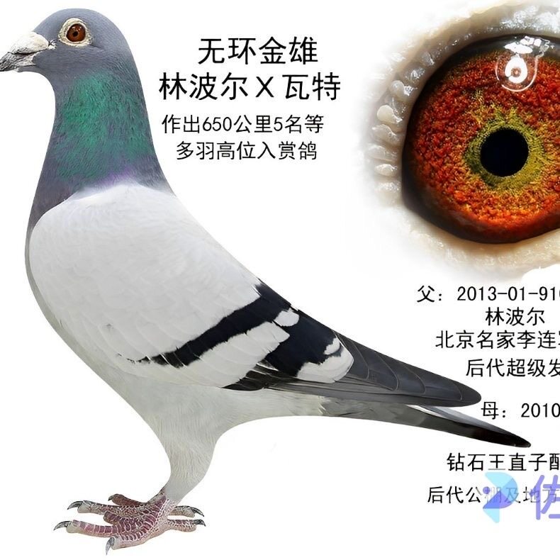 精品林波尔血统种鸽幼鸽活体包邮到家
