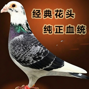经典花头纯正血统脚环信鸽赛鸽血统种鸽活体幼鸽包活包邮