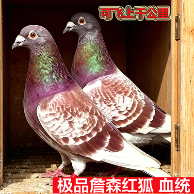 纯种詹森红狐信鸽 名家血统赛鸽  活体种鸽赛鸽幼鸽 带环一对
