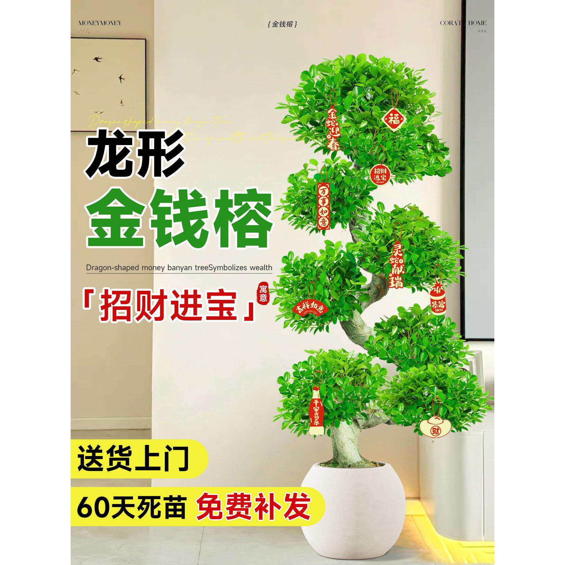 金钱榕大盆栽室内大型盆景招财金钱树客厅办公室摇钱树发财树四季