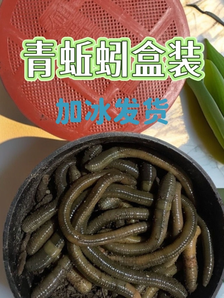 精美盒装青蚯蚓活饵黑蚯蚓活体钓鱼饵喂养宠物鲜活饵黄鳝诱饵饵料