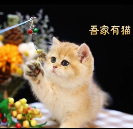 英短蓝白渐层金色猫ny12色金渐层小猫英国短毛猫ny25色金渐层奶猫