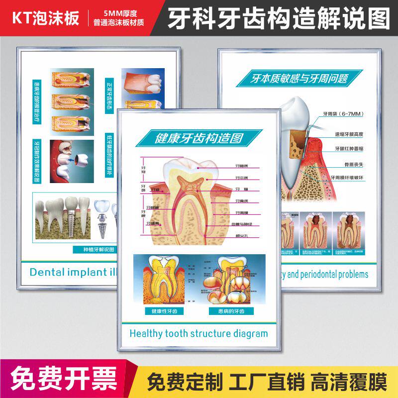 牙科诊所牙齿医生规则牙本质敏感与牙周问题牙齿构造图种植牙解说简介