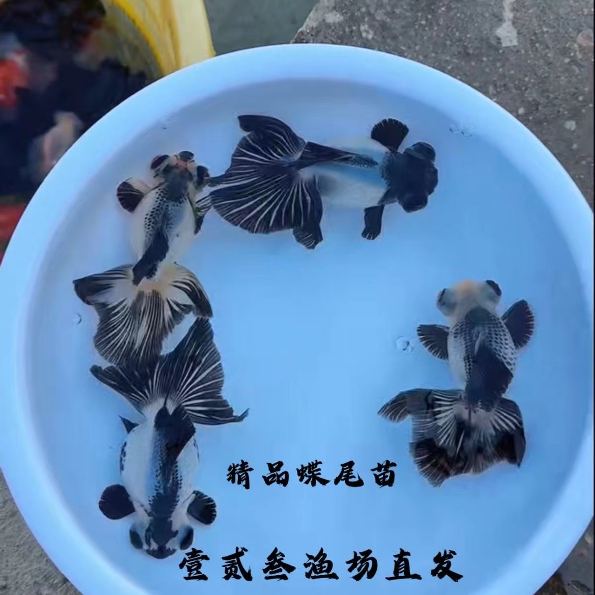 精品熊猫蝶尾金鱼活鱼龙睛黑白观赏鱼淡冷水小金鱼好养耐活易养活