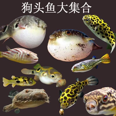 泰国大型河豚淡水凶猛热带观赏鱼