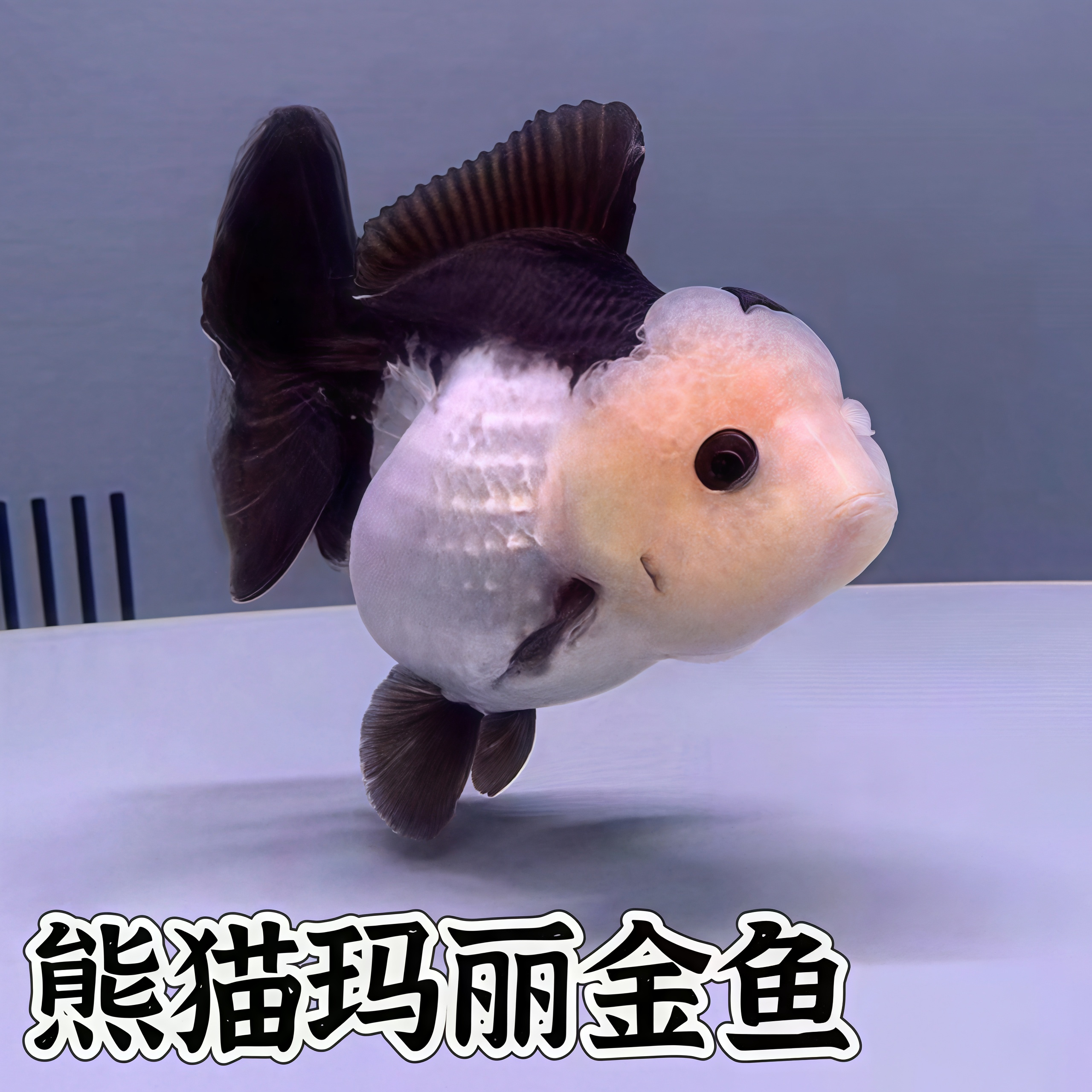 黑白三色玛丽泰狮金鱼