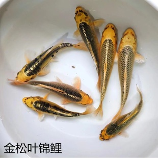 纯种黄金松叶龙凤锦鲤活体鱼苗包鱼邮包活冷水长尾观赏鱼群游喂食