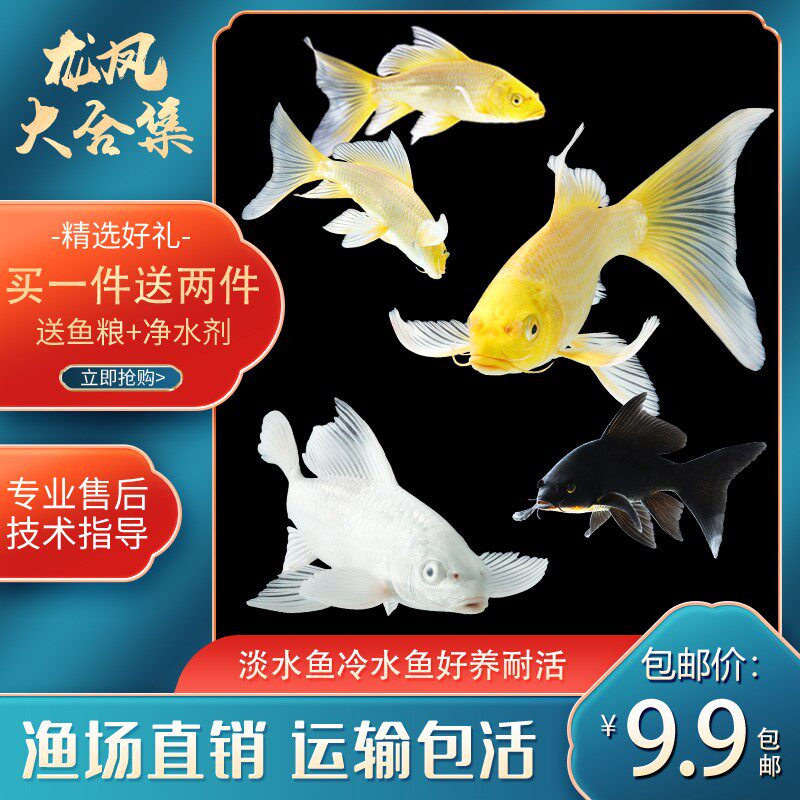 好养看的鱼淡水大尾巴锦