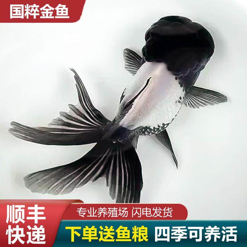 鹤顶红金鱼鸿运当头金鱼狮头国狮活鱼红狮头狮子头红国狮小金鱼苗