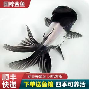 鹤顶红金鱼鸿运当头金鱼狮头国狮活鱼红狮头狮子头红国狮小金鱼苗