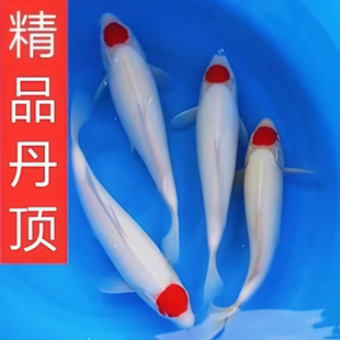 精品纯种日本锦鲤西北分渔场丹顶小鱼苗观赏鱼小鱼苗精品大日丹顶