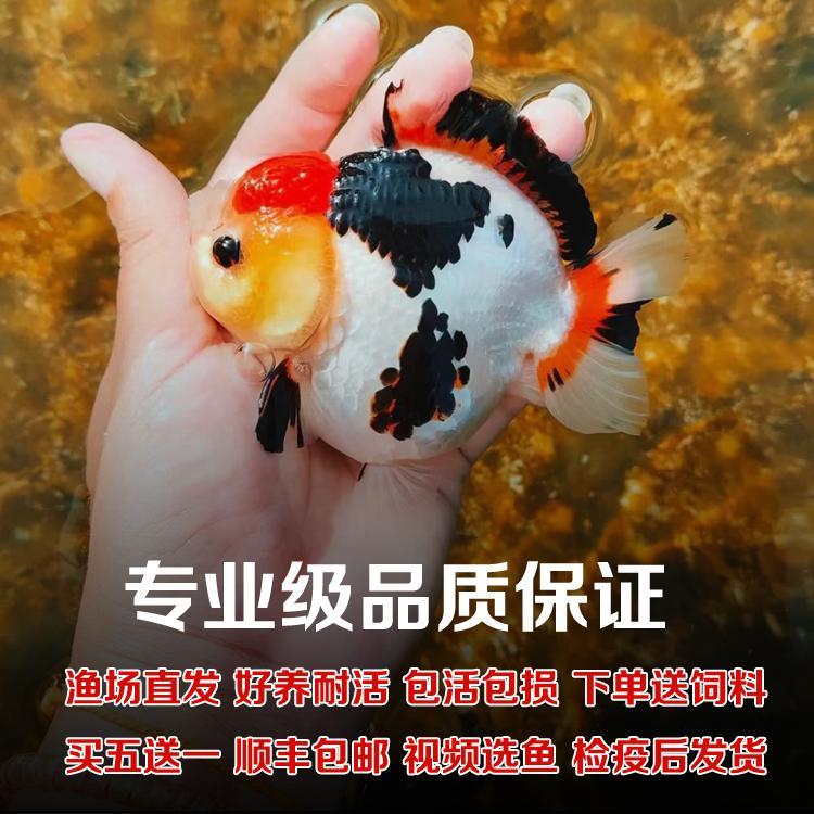 精品黑白熊猫三色玛丽泰狮金鱼活鱼百褶f1观赏鱼苗冷水淡水好养鱼