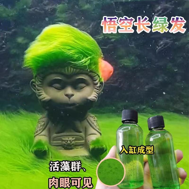 短绒藻种子兰寿绿藻金鱼爆藻鱼缸水草长绒藻孢子水藻石绿毛绒藻种