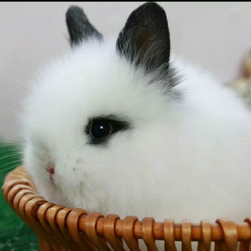 兔子活物茶杯兔侏儒兔盖脸猫猫兔