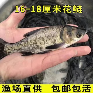 花鲢鱼苗淡水养殖特大半斤鲢鳙苗胖头鱼活体小鱼可食用鳊鱼大头鱼