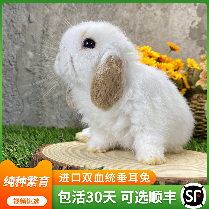进口双血统长不大垂耳兔小侏儒兔