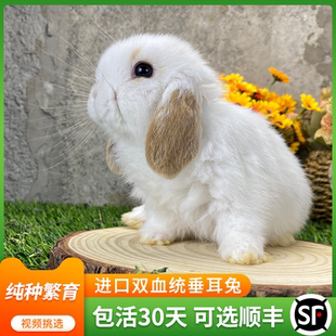 宠物兔进口双血统小体型黄侏儒兔子活物霜白垂耳兔道奇盖脸猫猫兔