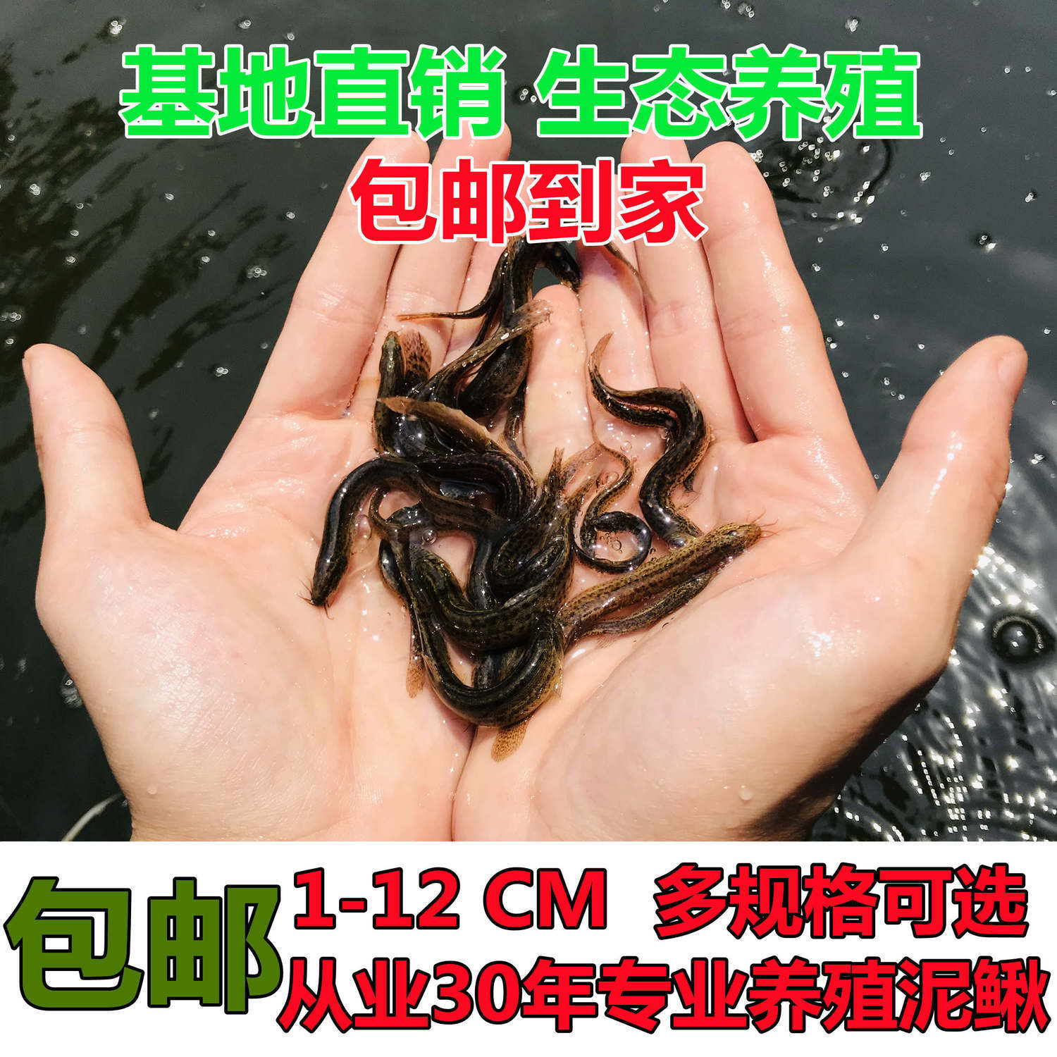 台湾泥鳅钓鱼苗本地青鳅金鳅鲜活筏钓鱼养殖淡水乌龟龙鱼宠物饲料