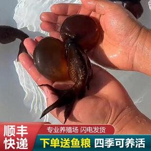 水泡金鱼望天丹凤水泡眼大眼睛活鱼活中国红国粹龙睛冷水鱼古法缸