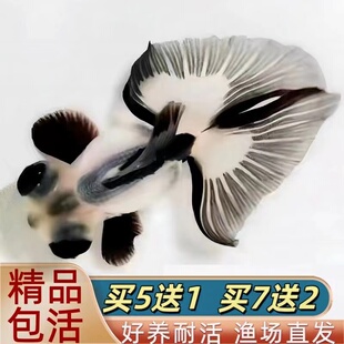 精品蝶尾金鱼活鱼包金龙睛观赏鱼淡冷水小金鱼好养耐活易养活鱼苗