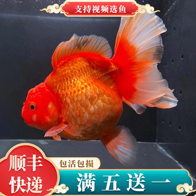 精品百褶泰狮金鱼活鱼鱼苗长尾包金黑红百褶裙玛丽泰狮观赏鱼成鱼