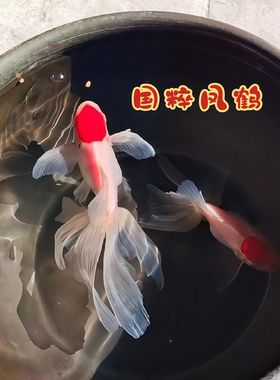 精品蓝丹凤鹅红黑凤鹤鹤顶红国狮狮子头金鱼活鱼传统凤尾观赏鱼
